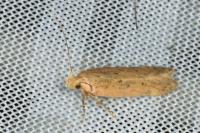 Bryotropha terrella