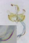 Coleophora alcyonipennella