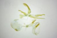 Teleiopsis diffinis