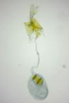 Bryotropha terrella