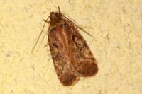 Agonopterix