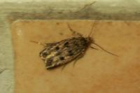 Bryotropha
