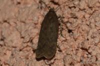 Bryotropha terrella