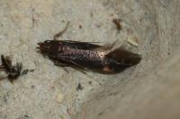 Oxypteryx atrella