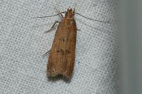 Helcystogramma lutatella