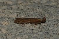 Metzneria