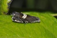 Grapholita coronillana