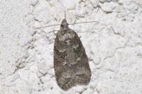 Cnephasia