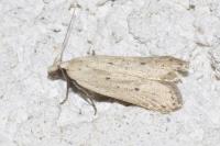 Nothris verbascella