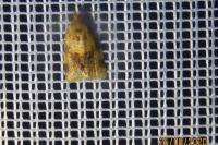 Epagoge grotiana