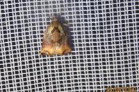 Archips podana