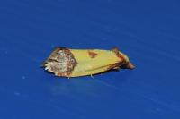 Agapeta zoegana