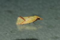 Agapeta hamana