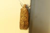 Bryotropha terrella