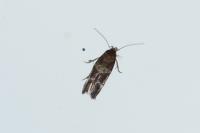 Mompha subbistrigella