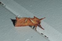 Triodia sylvina