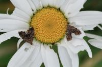 Anthophila fabriciana