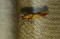 Caloptilia robustella