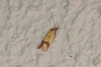 Agapeta zoegana