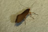 Crassa unitella