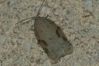 Acleris logiana
