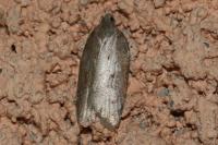 Acleris sparsana