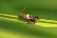 Dichrorampha petiverella