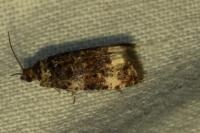 Endothenia