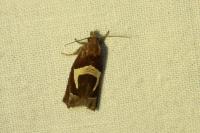 Epiblema foenella