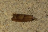 Eucosma conterminana