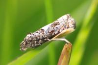 Epiblema