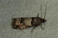 Notocelia incarnatana