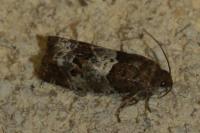 Notocelia trimaculana