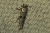 Yponomeuta plumbella