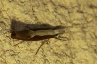 Ypsolopha dentella