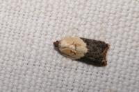 Acleris variegana