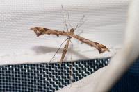 Amblyptilia acanthadactyla