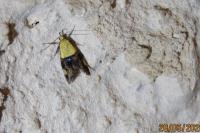 Oecophora bractella