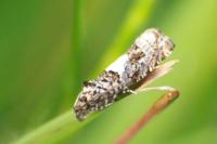 Epiblema