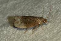 Hedya nubiferana