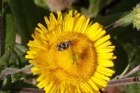 Tebenna micalis