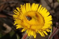 Tebenna micalis