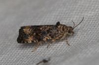 Endothenia gr. gentianaeana