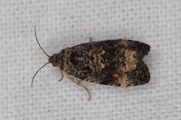 Endothenia gr. gentianaeana