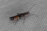 Cosmopterix pulchrimella