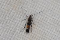 Cosmopterix pulchrimella