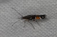 Cosmopterix pulchrimella