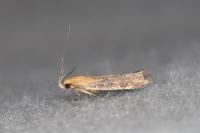 Stomopteryx basalis