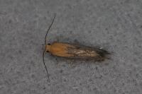Stomopteryx basalis