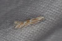 Ptocheuusa paupella
